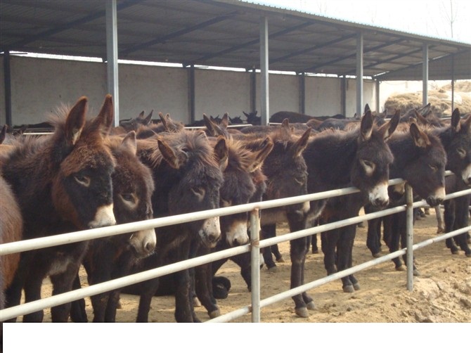 肉驢養殖技術及飼養管理