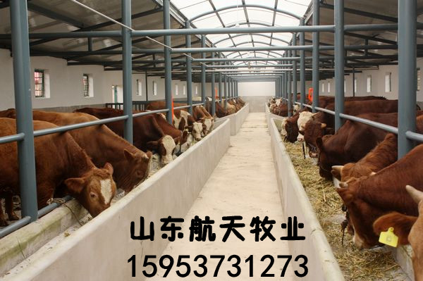 養(yǎng)殖500頭肉牛風(fēng)險與措施