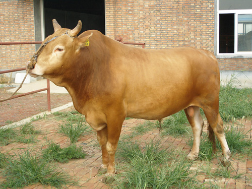 肉牛養殖場