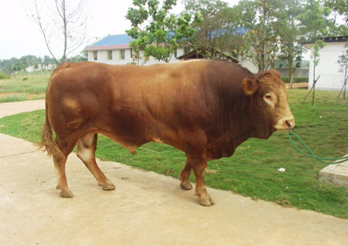 肉牛養殖場