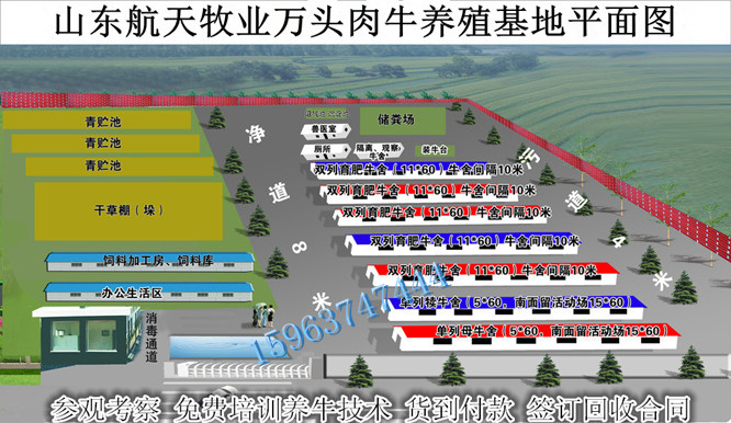 在肉牛養殖場怎么挑選優質肉牛犢